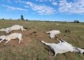 Frio extremo mata 80 bois e vacas em fazendas nos últimos dias em MS